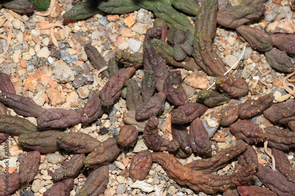 Succulents are succulent plants that are adapted to special climatic and soil conditions

