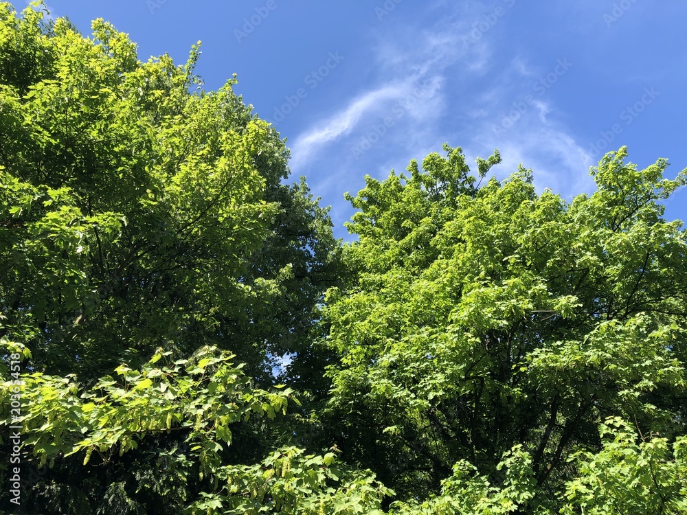 colored trees in spring