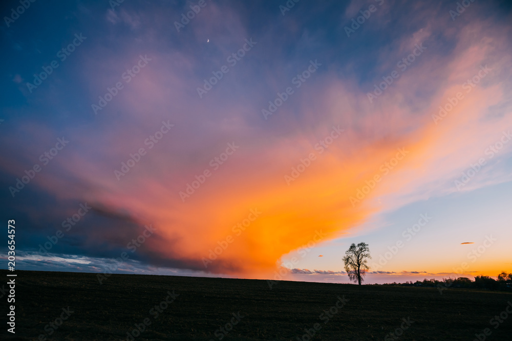 Tree In Spring Field At Evening Sunset. Morning Natural Bright Dramatic Sunrise