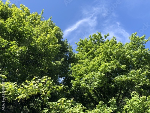 colored trees in spring