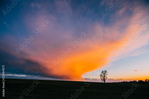 Tree In Spring Field At Evening Sunset. Morning Natural Bright Dramatic Sunrise