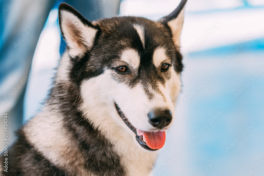 Gray Adult Siberian Husky Dog Or Sibirsky Husky Gray Adult Siberian Husky Dog Or Sibirsky Husky