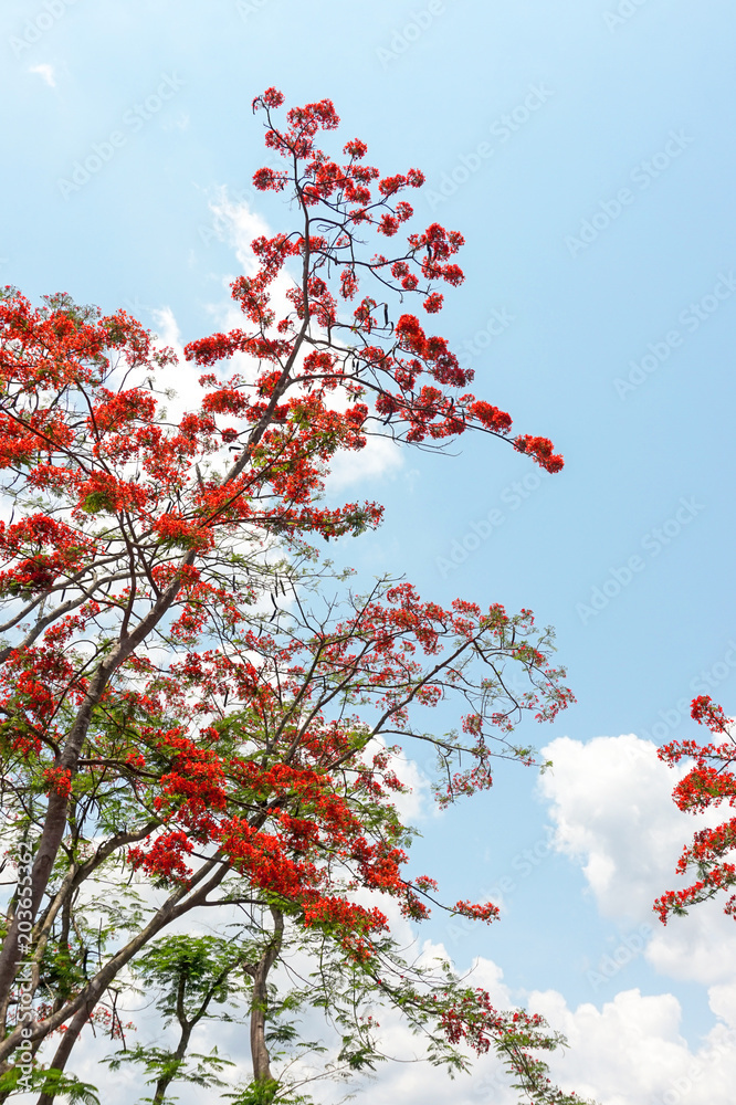 Royal Poinciana or Flamboyant (Caesalpinia pulcherrima) with blue sky in the outdoor nature park