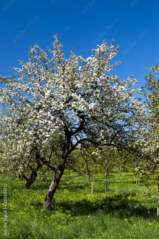 Blooming apple trees in the spring garden Blooming apple trees in the spring garden
