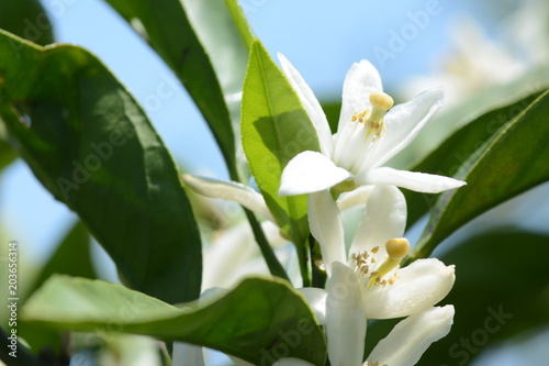 Mandarin orange blossoms