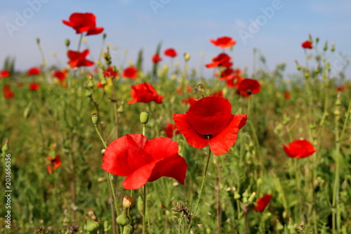 Beautiful Red poppies in field