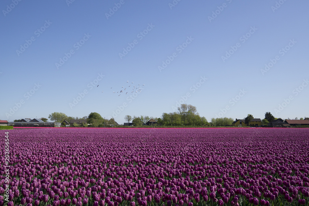 A field with purple tulips