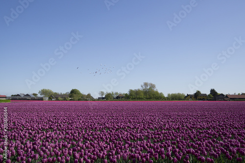 A field with purple tulips