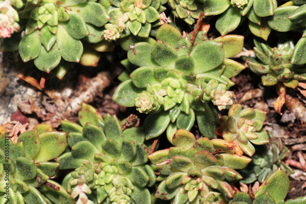 Fototapeta premium Succulents are succulent plants that are adapted to special climatic and soil conditions 
