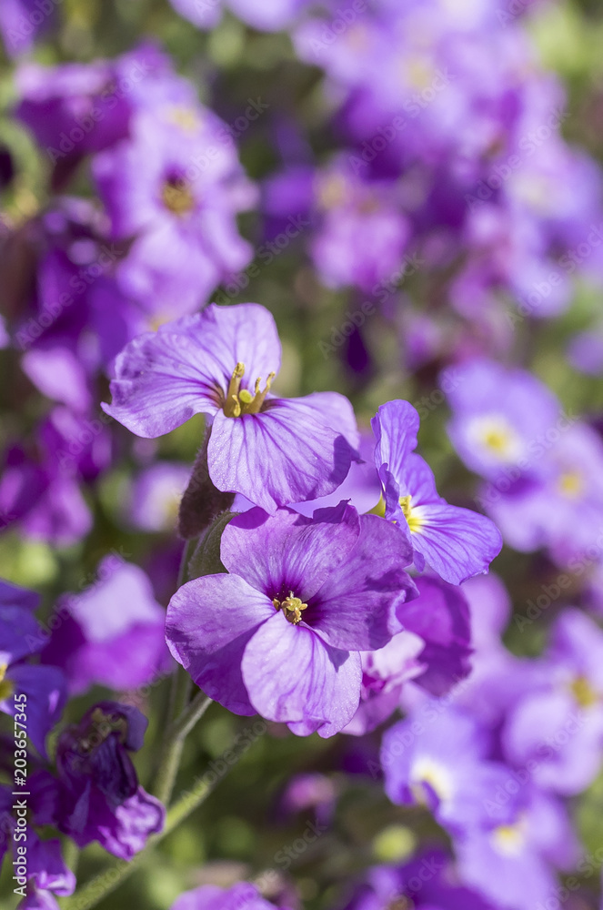 Beautiful purple Aubrieta (commonly known as Aubretia) blooming in the sunshine and cascading over rocks in a traditional English garden Beautiful purple Aubrieta (commonly known as Aubretia) blooming in the sunshine and cascading over rocks in a traditional English garden
