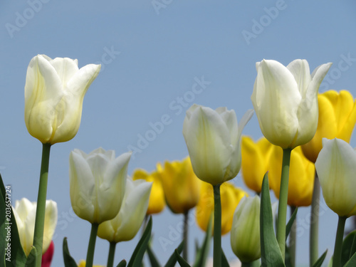 White and yellow tulips against a clear blue sky