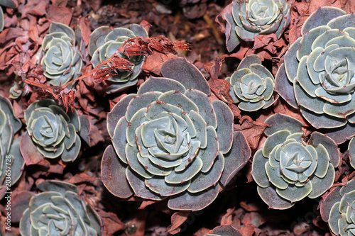 Succulents are succulent plants that are adapted to special climatic and soil conditions 