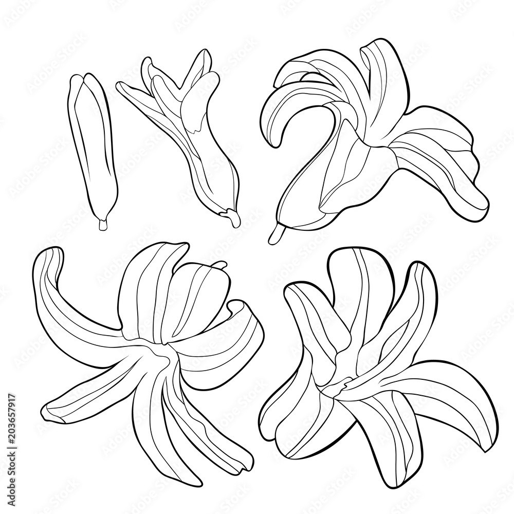 Obraz premium coloring is hyacinth spring flower. illustration