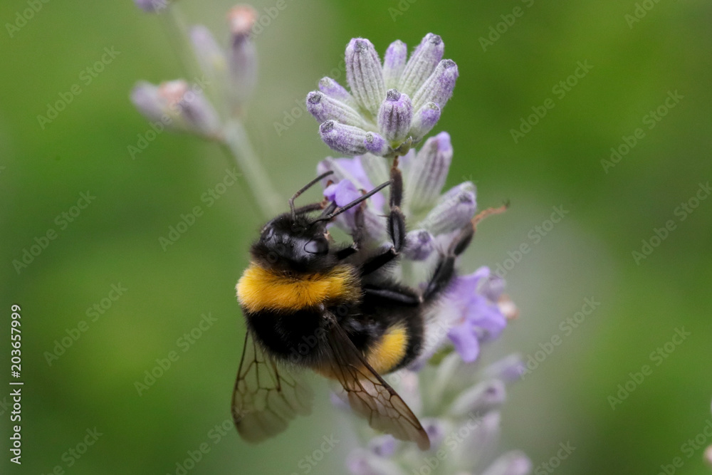 Hummel Hummel
