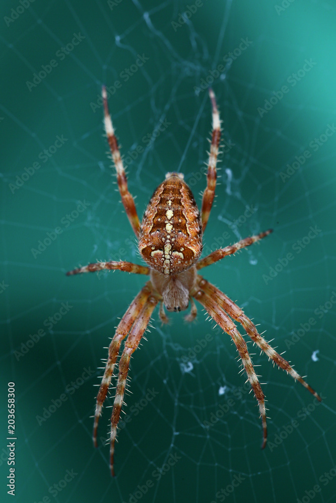 Kreuzspinne