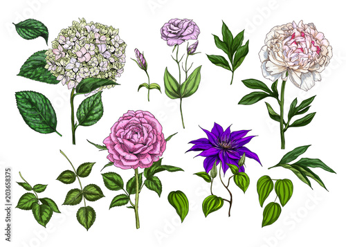 Set of colorful blooming flowers and leaves isolated on white background. Rose, peony, clementis, phlox and eustoma. Botanical vector. Floral elemets for your design.