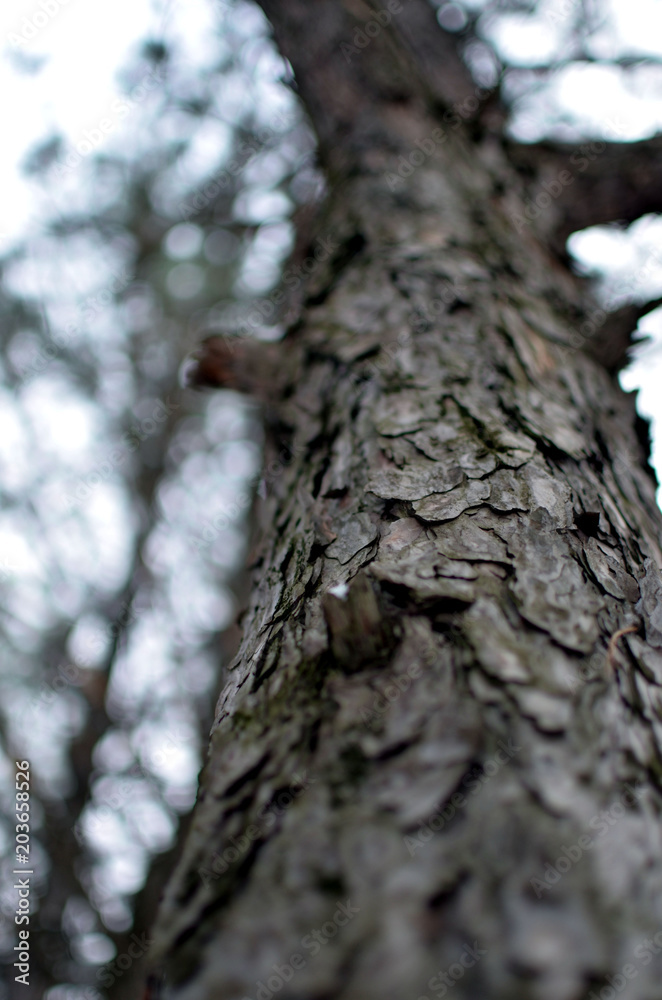 Forest Forest