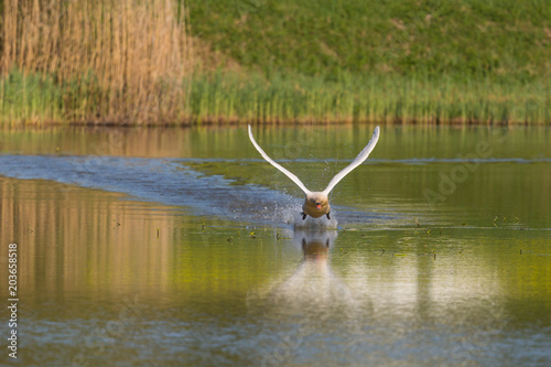 Fototapeta Naklejka Na Ścianę i Meble -  front view mute swan (cygnus olor) takeoff, water surface, spread wings