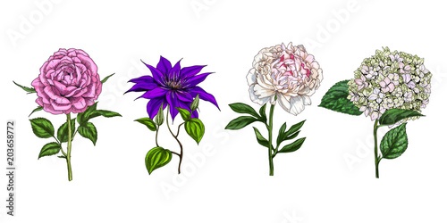 Set of colorful blooming flowers and leaves isolated on white background. Rose, peony, clementis and phlox. Botanical vector. Floral elemets for your design