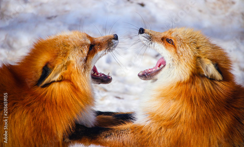 Fotografi two red foxes fighting each other in winter snow