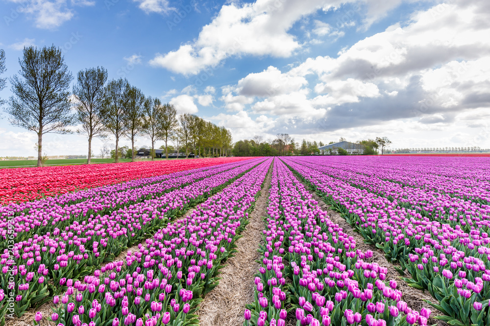 Landscape with colroful tulips field during springtime in the Netherlands