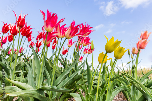 Fototapeta Naklejka Na Ścianę i Meble -  Colorful Dutch tulips in the field against a blue sky