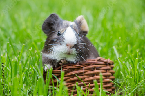 Little guinea pig in the grass