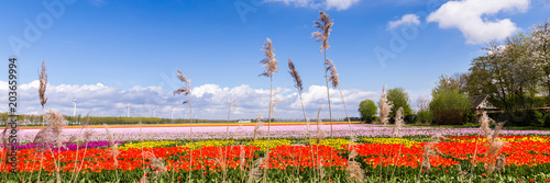 Photography Panorama with colorful Dutch tulips in the field against a blue sky
