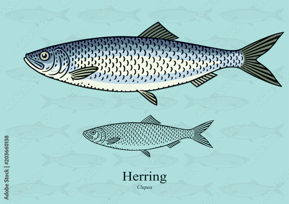 Naklejka premium Herring. Vector illustration with refined details and optimized stroke that allows the image to be used in small sizes (in packaging design, decoration, educational graphics, etc.)