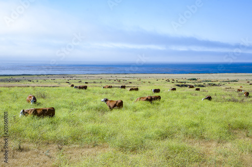 Photography cows grazing at the meadow