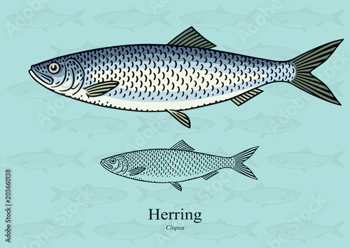 Herring. Vector illustration with refined details and optimized stroke that allows the image to be used in small sizes (in packaging design, decoration, educational graphics, etc.)