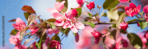 Web banner with pink flower cherry blossom against a blue sky during springtime