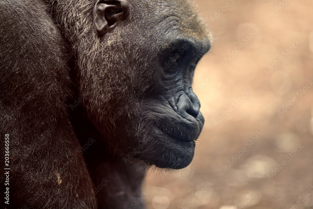 Obraz premium Gorilla