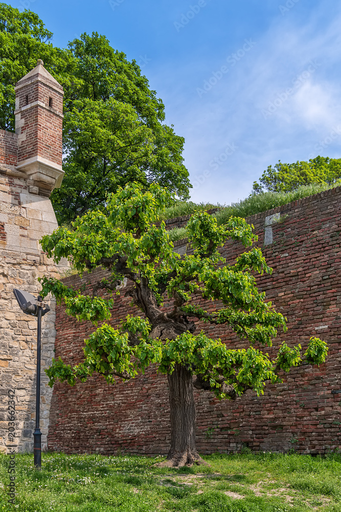 Naklejka premium Kalemegdan fortress and bare trees 