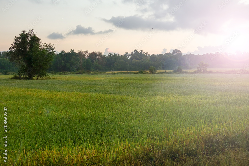 Amazing sunrise at rural paddy field. Amazing sunrise at rural paddy field.