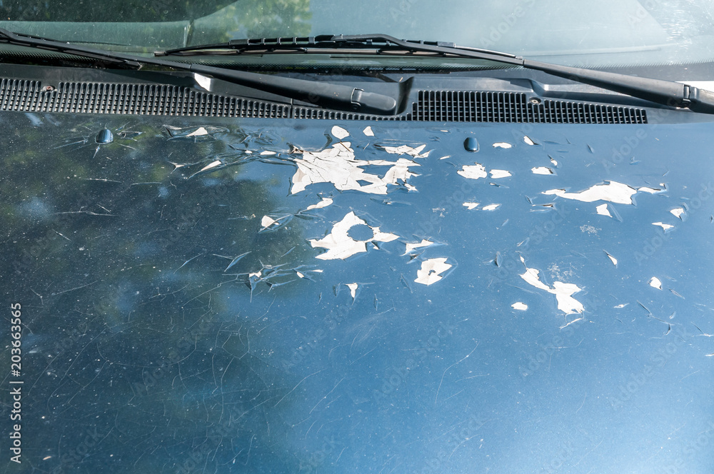 View at blue color car hood with damaged paint with cracks and peeling scratched spots