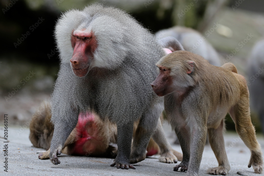 Naklejka premium Paviane