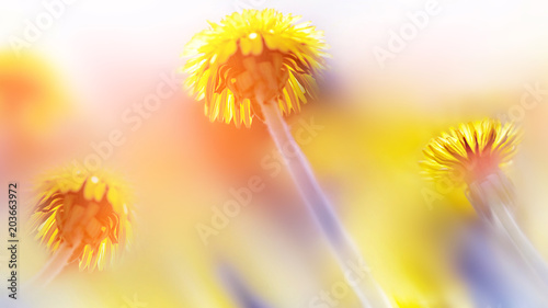 Natural summer background. Beautiful yellow dandelions in the sunlight. Artistic macro image.