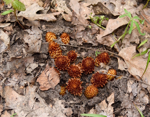 Quadro em tela Emerging squaw root flowers in a spring oak forest.