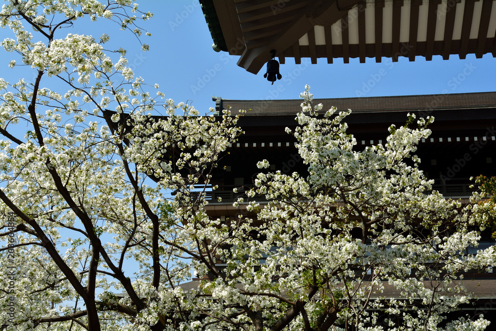 Fototapeta premium 大島桜(オオシマザクラ)/首都圏で見られる一般的な桜。新芽が伸びるのと同時に花が咲く。遠くから見て黄緑色に見える。特別に花の良い木を厳選して撮影。