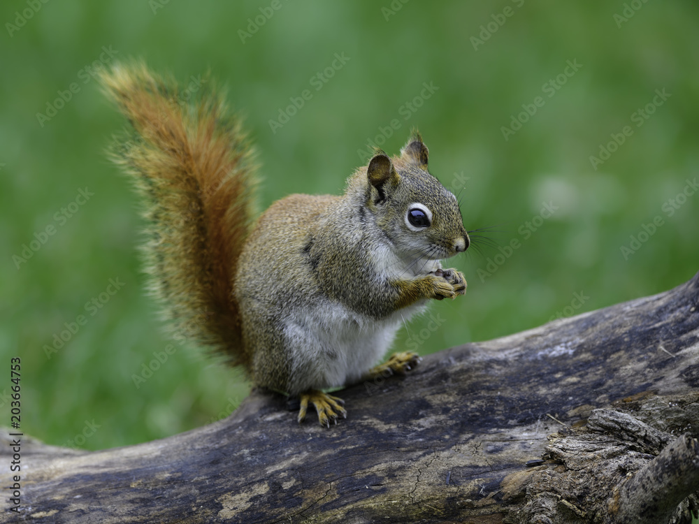 American Red Squirrel on Green Background in Spring American Red Squirrel on Green Background in Spring
