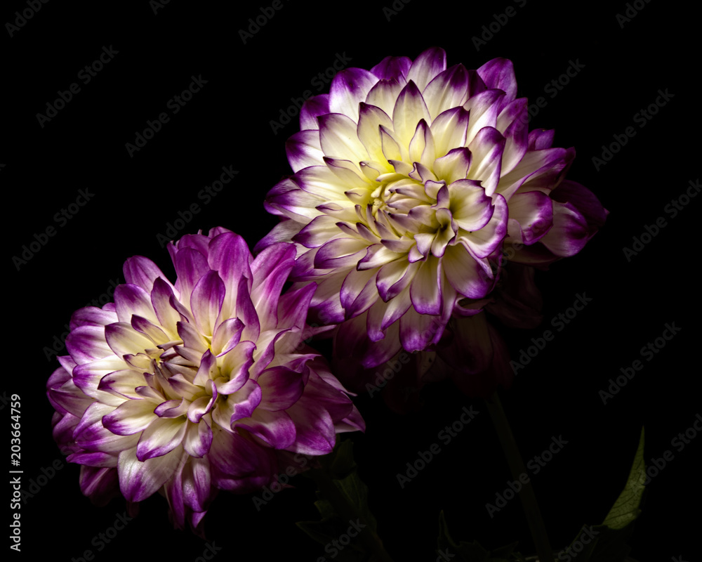 Purple White Dahlia Pair Purple White Dahlia Pair