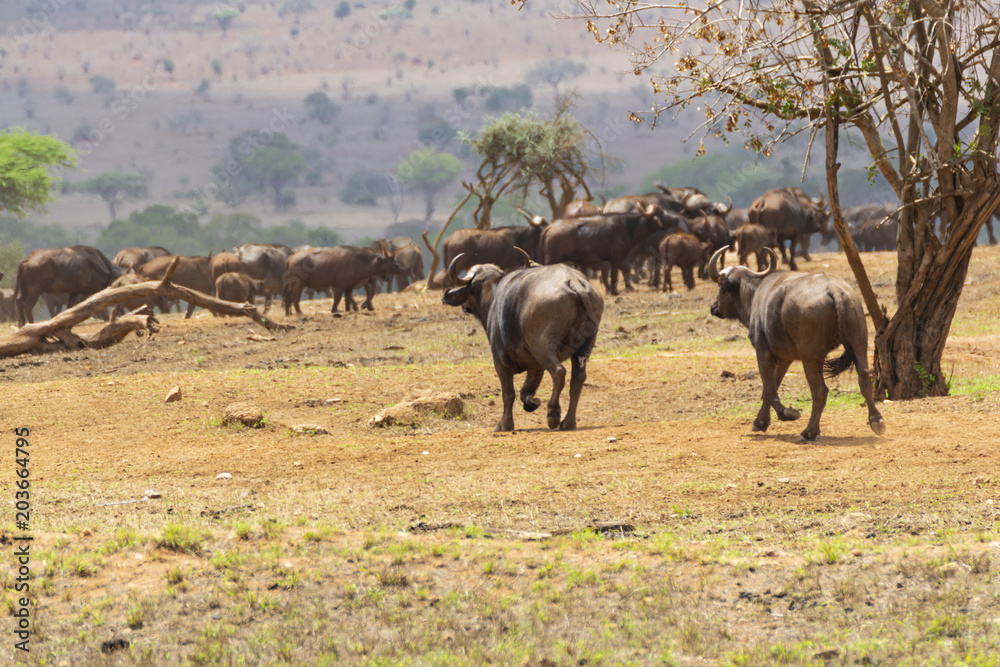 Obraz premium Herf of african buffalo