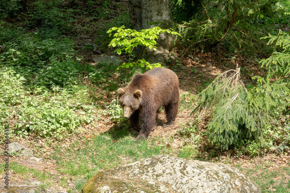 Braunbär im Wald