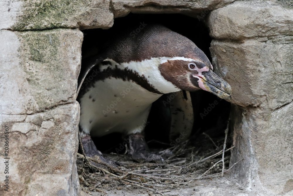 Naklejka premium Pinguin