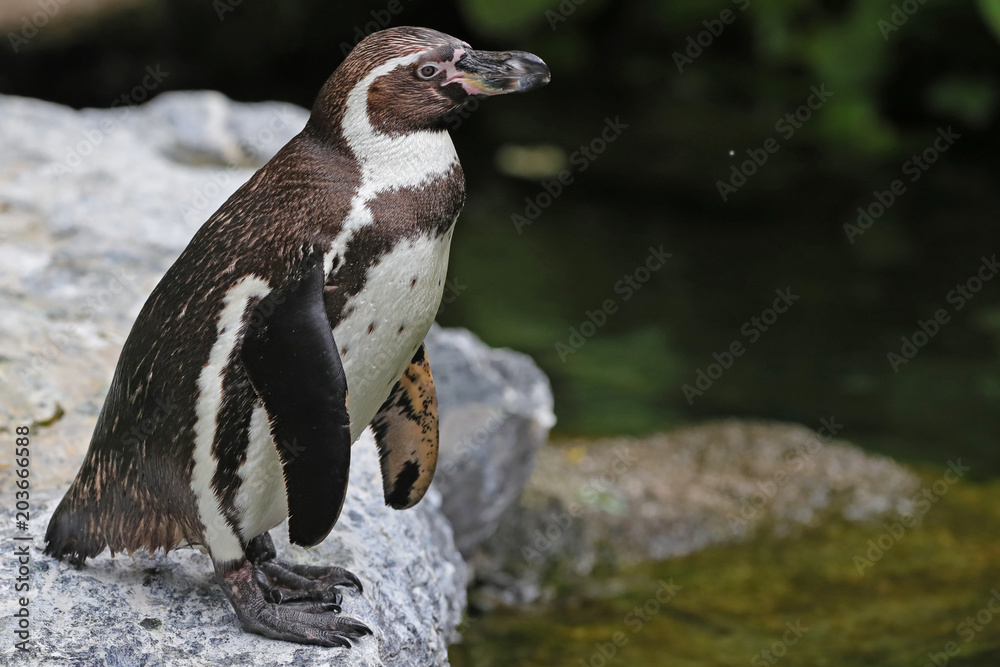 Fototapeta premium Pinguin