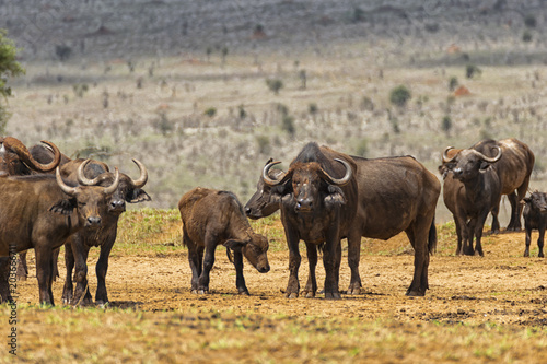 Family of african buffal