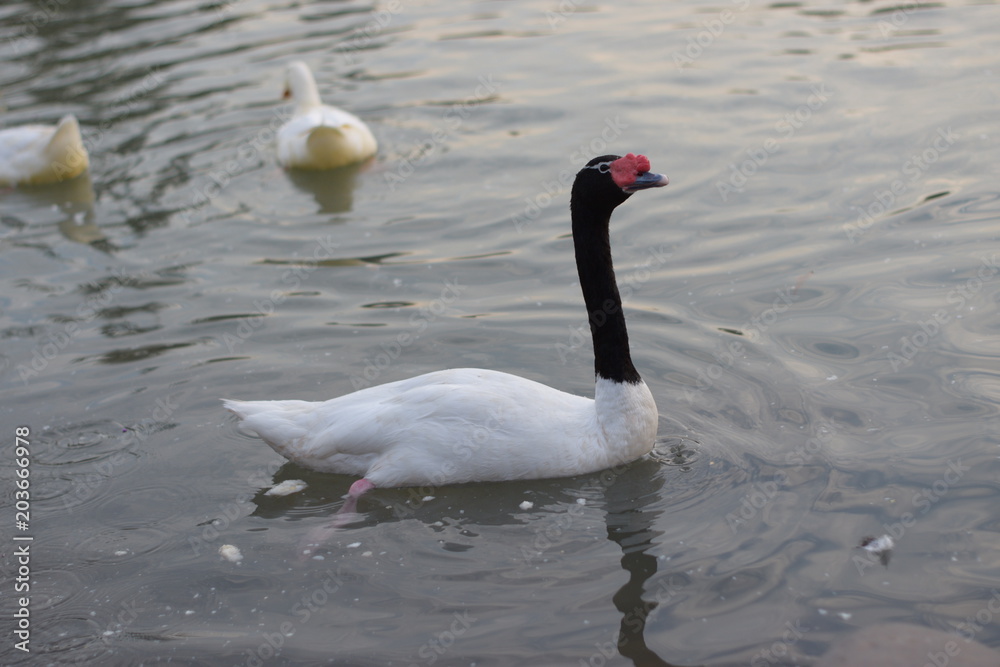 Fototapeta premium Swan on the lake