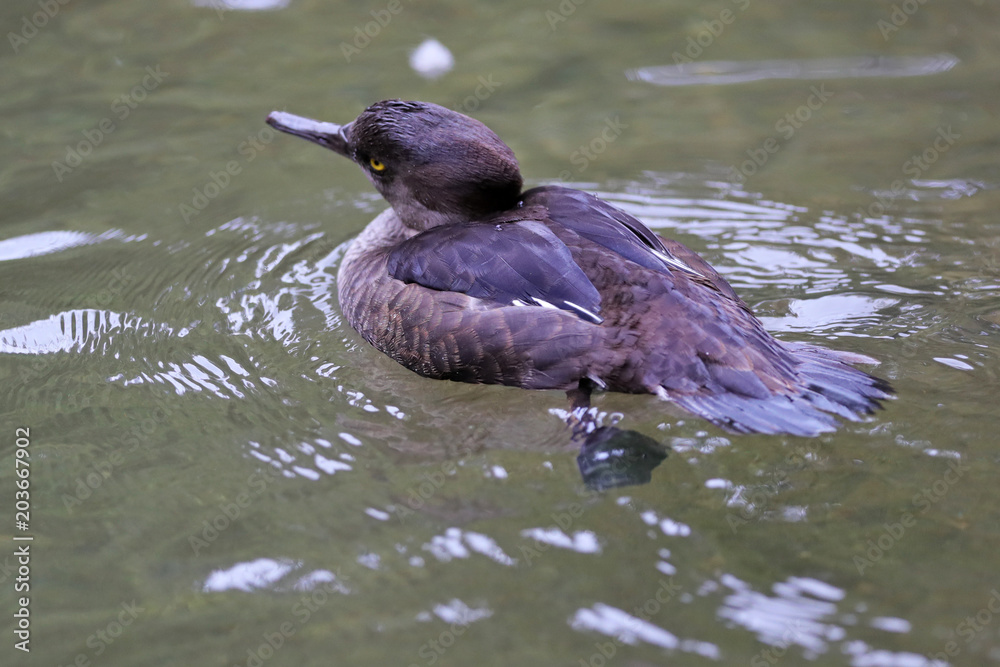 Fototapeta premium Säger