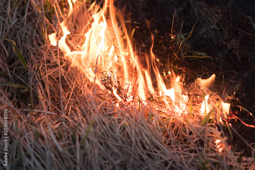 field with burning dry grass, fire field with burning dry grass, fire